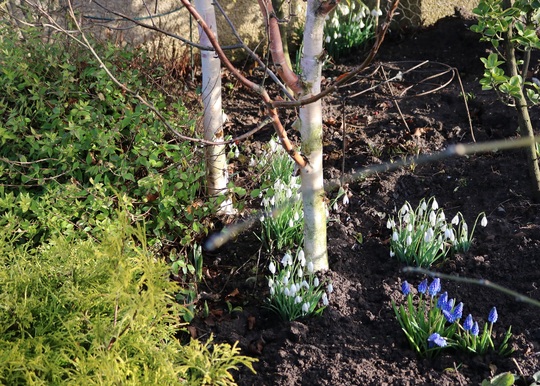 Silver Birches etc...