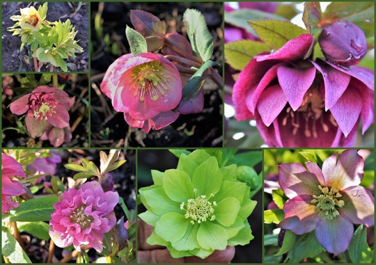 Mid February Hellebores