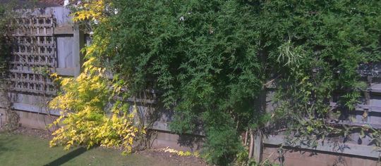 please anyone know my green plant on fence