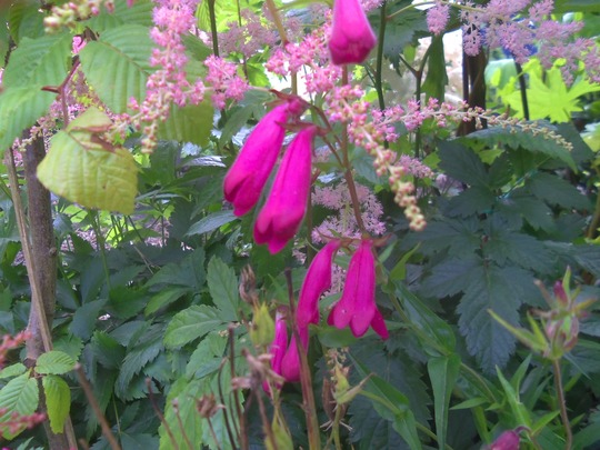 my garden flower