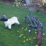 Plough under planted with Crocus