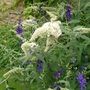 White Buddleja (Buddleja davidii (Butterfly bush))