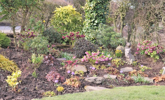 Heuchera Corner Early Spring