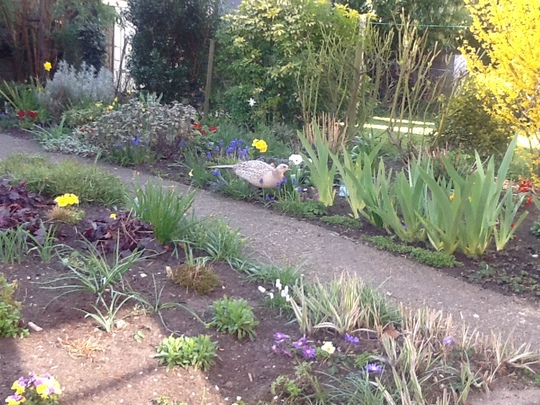 A Garden Visitor