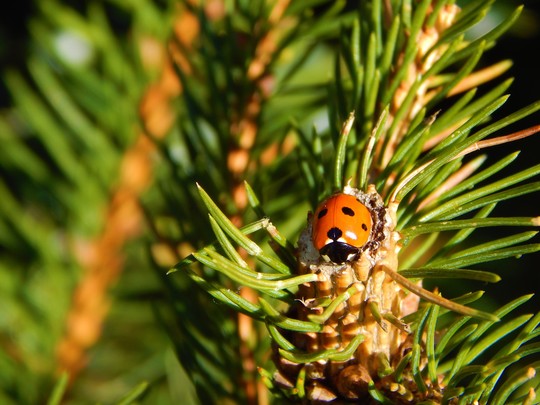 Ladybird on pine
