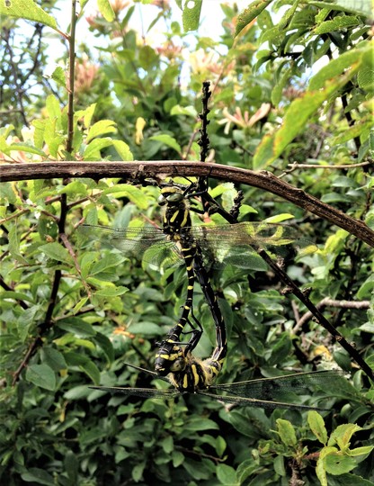 Dragon Fly.