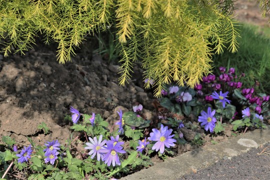 Pretty Anemone blanda under a conifer.