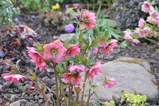 First of April and the Hellebores are at their best