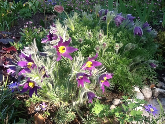 Pulsatilla vulgaris