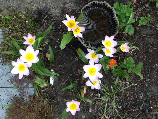 Tulipa kaufmanniana