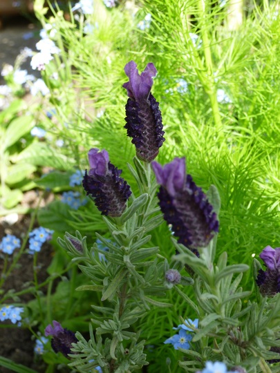 Lavender 'Devon Compact' (Lavandula)
