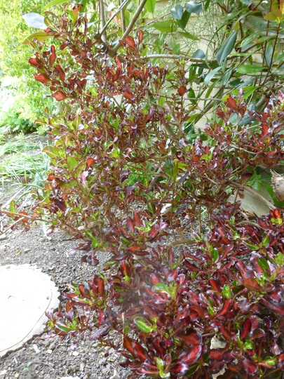 Coprosma 'Pacific Sunset' (Coprosma repens)