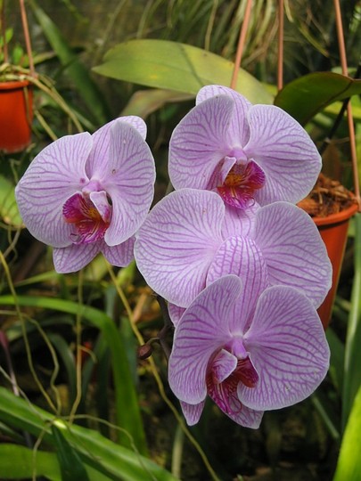 Phalaenopsis orchid