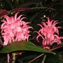 Justicia carnea