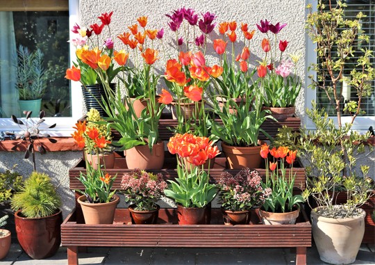 Top Tulip Day!
