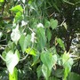 Vines