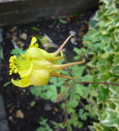 Aquilegia chrysantha (Aquilegia chrysantha (Golden Columbine))