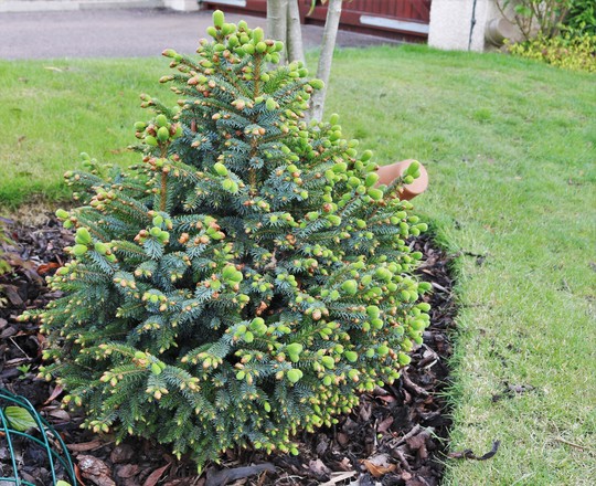 Picea sitchensis 'Papoose' (Picea sitchensis (Canad))