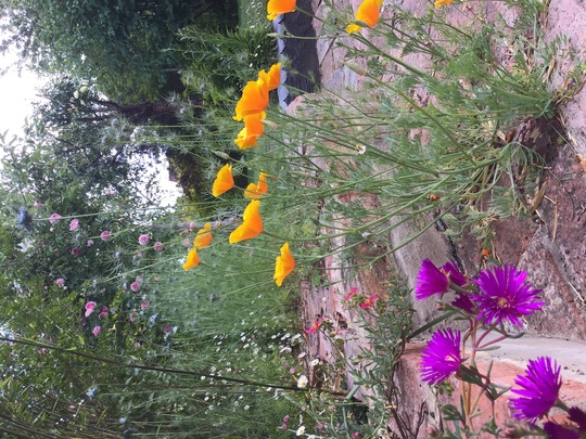 California poppy