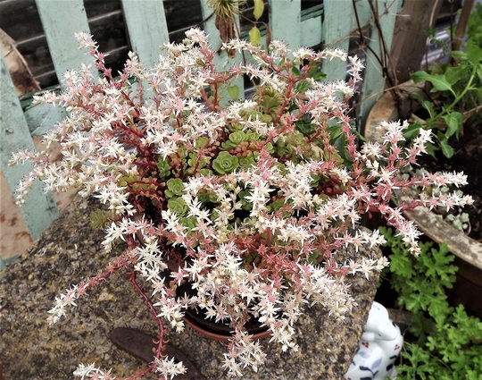 Sedum 'Merii'
