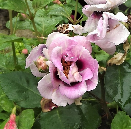 Rose 'Eyes for You'