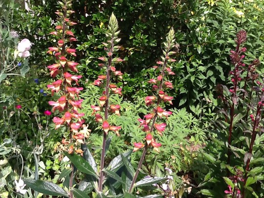 image Digitalis. Firebird.