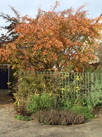 Prunus 'Accolade' - autumn colour (Prunus 'Accolade')