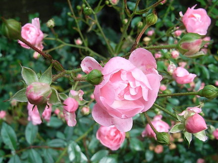 Rosa 'The Fairy' again (Rosa 'The Fairy')