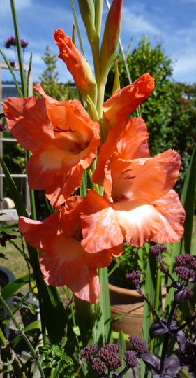 Gladiolus