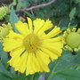 Helenium 'Butterpat' (Helenium)