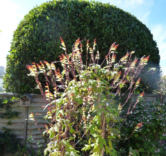 Spanish Flag ... again! (Ipomoea lobata)