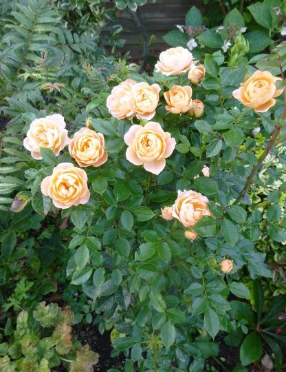 Rose Peach Patio