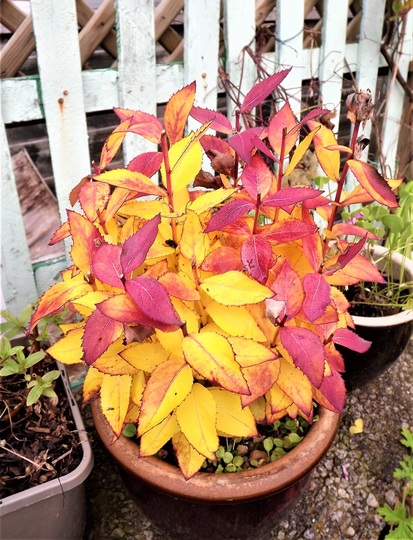Autumn leaves of Platycodon.