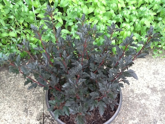 Physocarpus. Tiny Wine