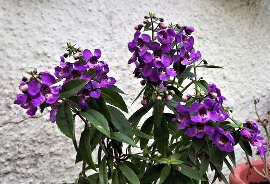 Angelonia angustifolia