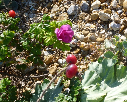 Beach Rose
