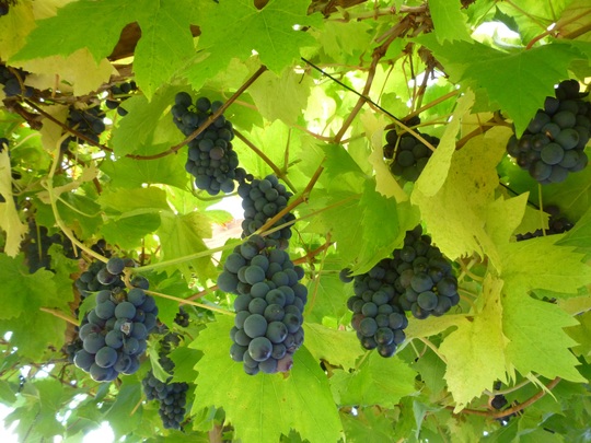 Grapes still awaiting the birds!