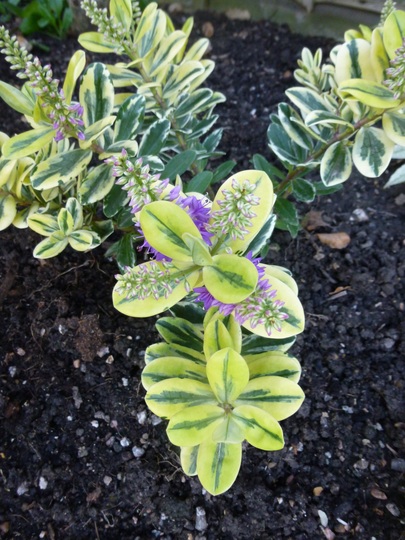 Variegated Hebe from the supermarket!