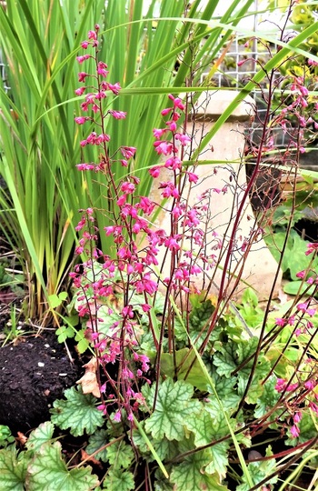 Heuchera Corral Bells