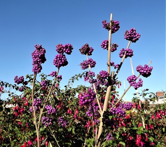 Callicarpa bodinieri 'profusion'