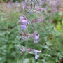 Nepeta