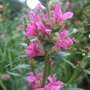 Lythrum_salicifolia__robert_
