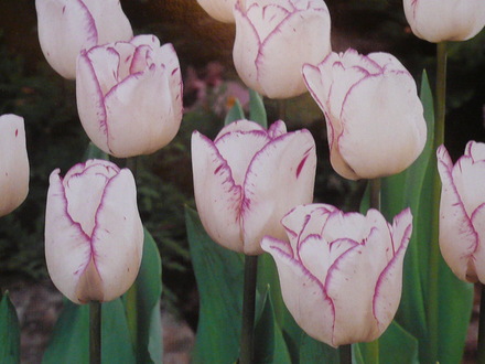 Shirley from Taylors' Bulbs