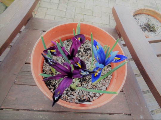 Pot of Dwarf Iris