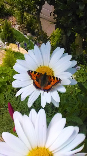 butterfly