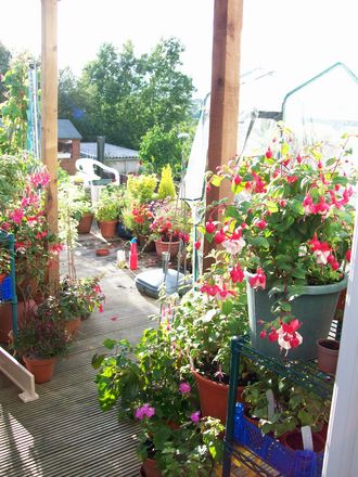 Fuchsias