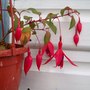 Picture_379