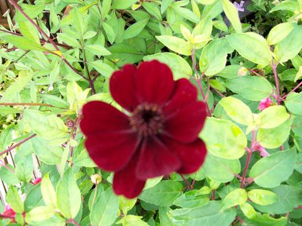 Cosmos