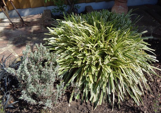 Carex 'Feather Falls' (Carex)