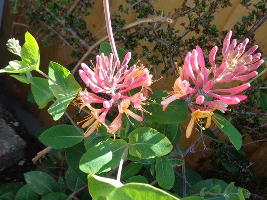 Honeysuckle 'Gold Flame'